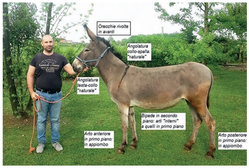 asirare