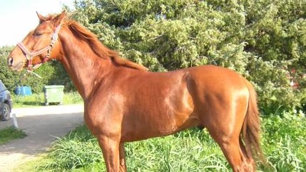 Nopoli del Ma, cavallo da Endurance: lui è Leggenda