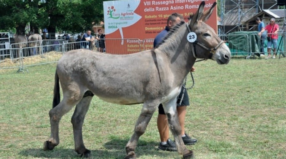 Santerno: il ritorno del Romagnolo