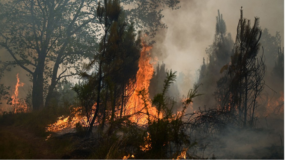 Incendi: cavalli sfollati in Francia