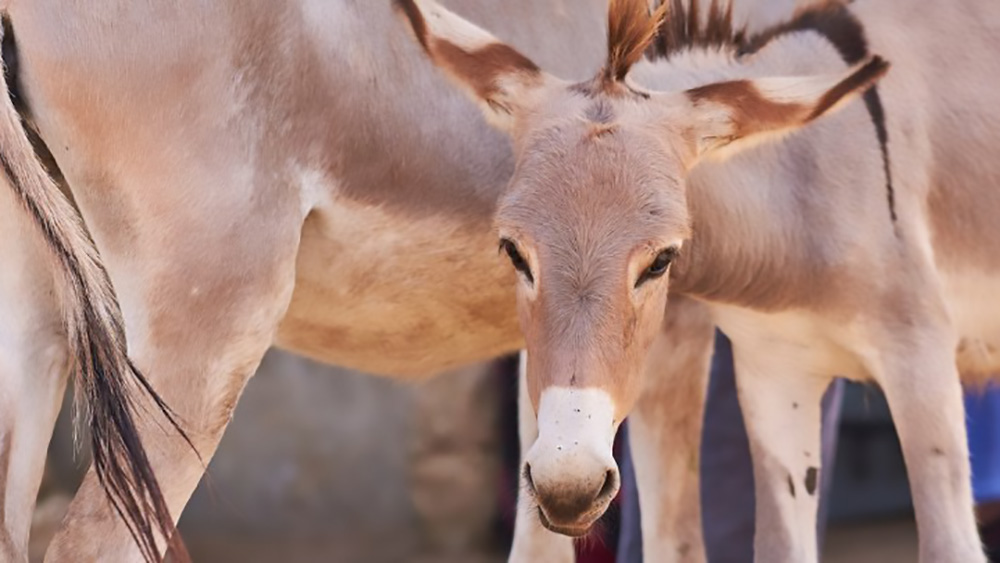 Costa d’Avorio, si volta pagina