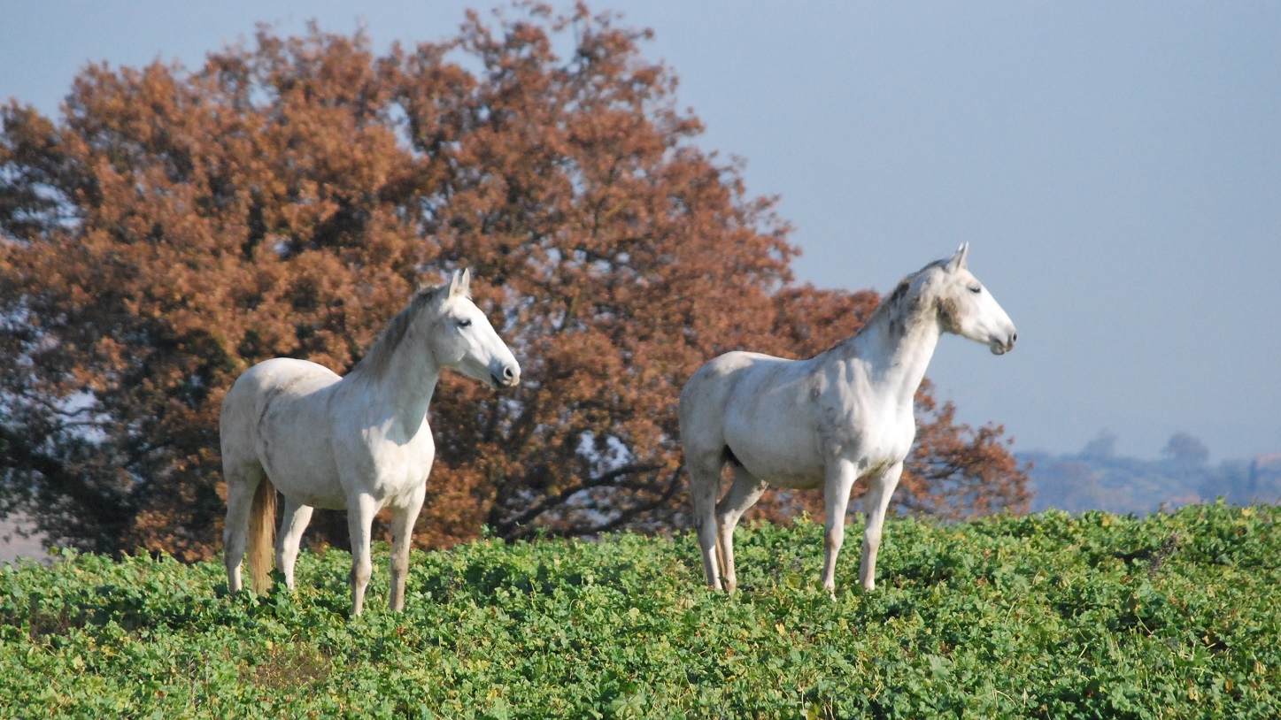 Come, dove e quando…i cavalli Lipizzani del Crea!
