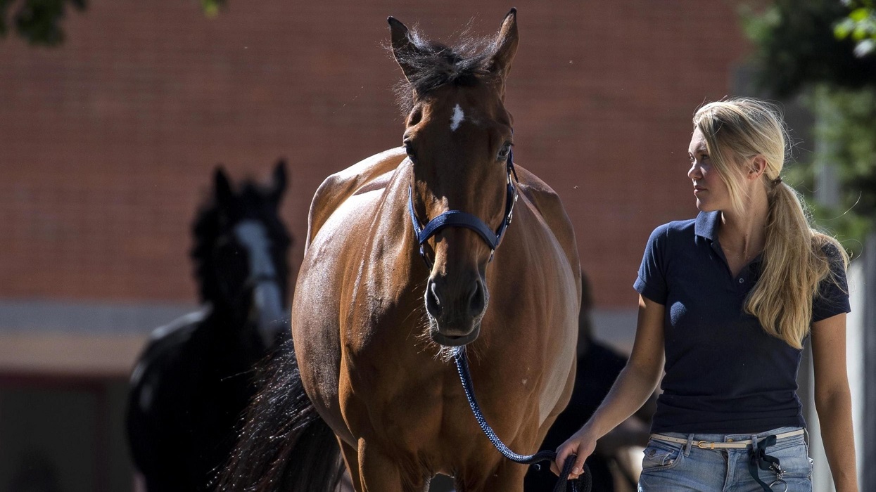 Benessere del cavallo for dummies nr.2: cavalli atleti in scuderia
