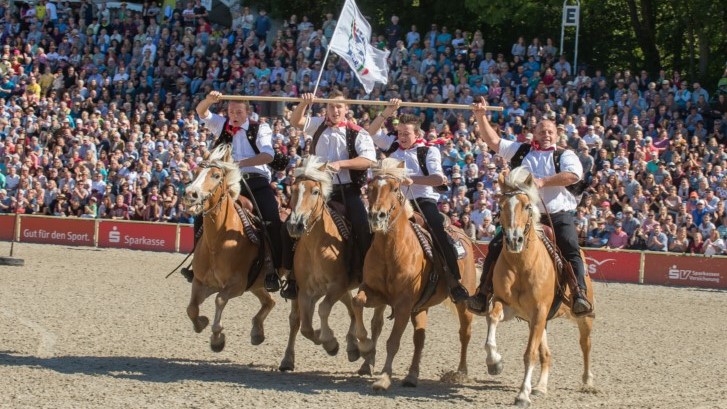 Protagonisti a Eurocheval 2022: gli Haflinger