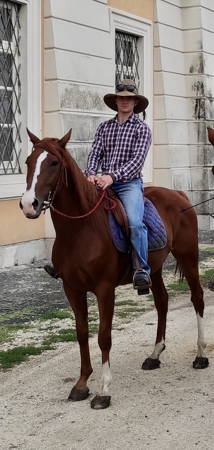 Cavallo Esso