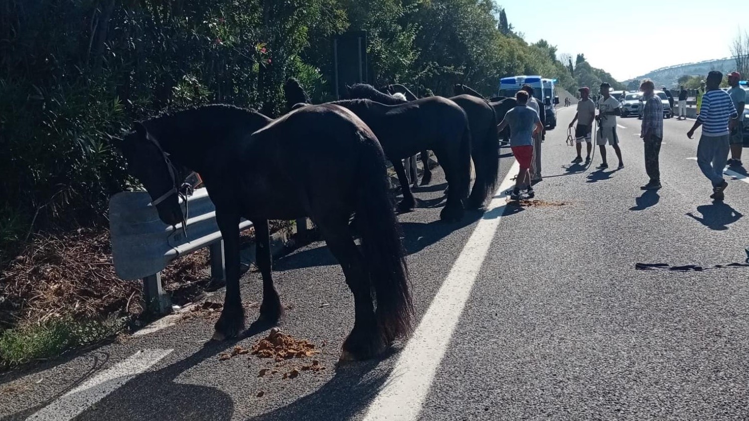Teramo, van che trasporta cavalli in fiamme: tutti messi in salvo