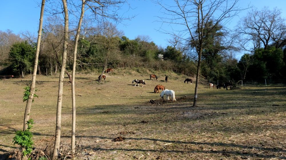 Alla scoperta di Salaria Horse Club