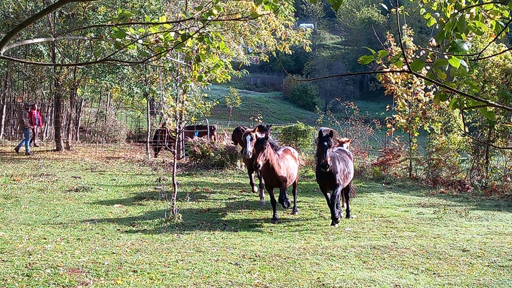 I 7 cavalli catturati sono tornati in libertà