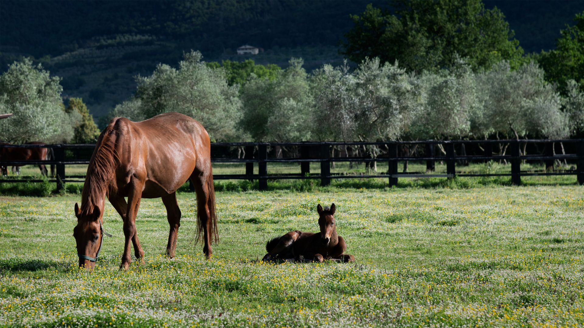 Magic Tuscany per la prima asta esperienziale in Italia