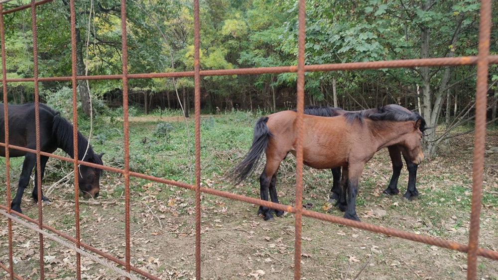 Cavalli dell’Aveto: nessuna azione lesiva del benessere