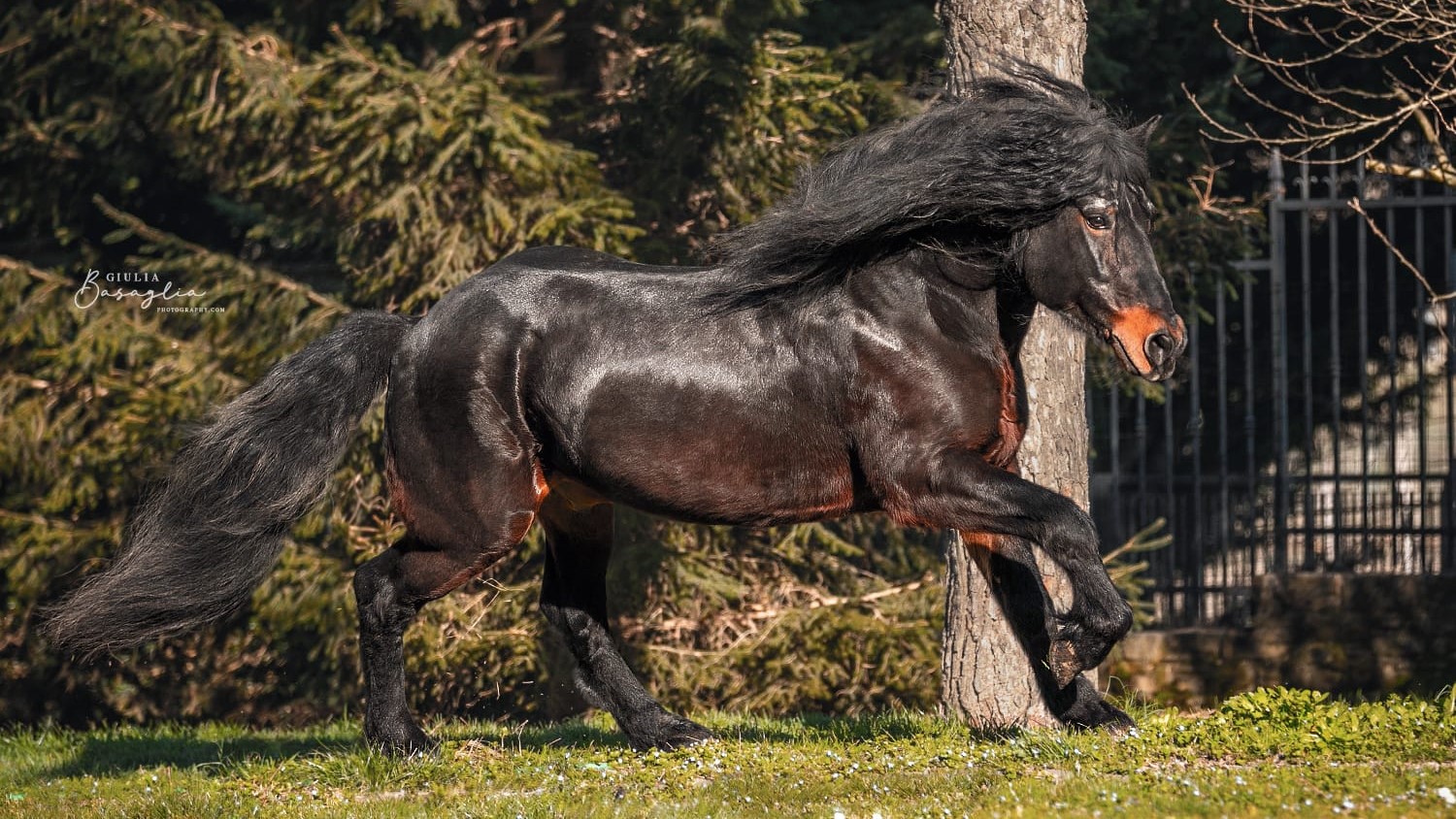 Parte il Raid Equestre Monaco-Verona, Fieracavalli per il turismo lento e sostenibile