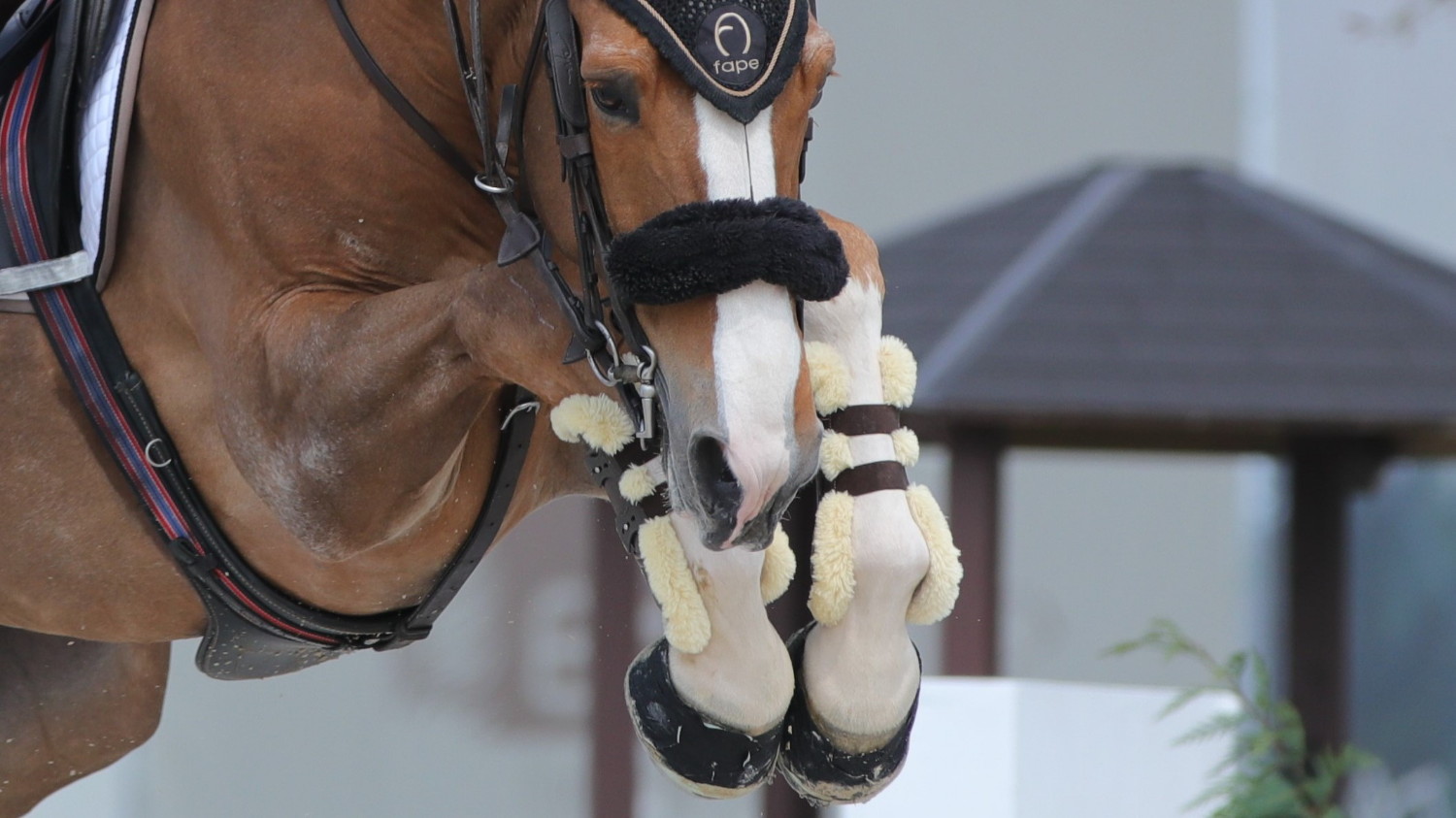 Le regole Fei per l’abbigliamento di cavallo e cavaliere