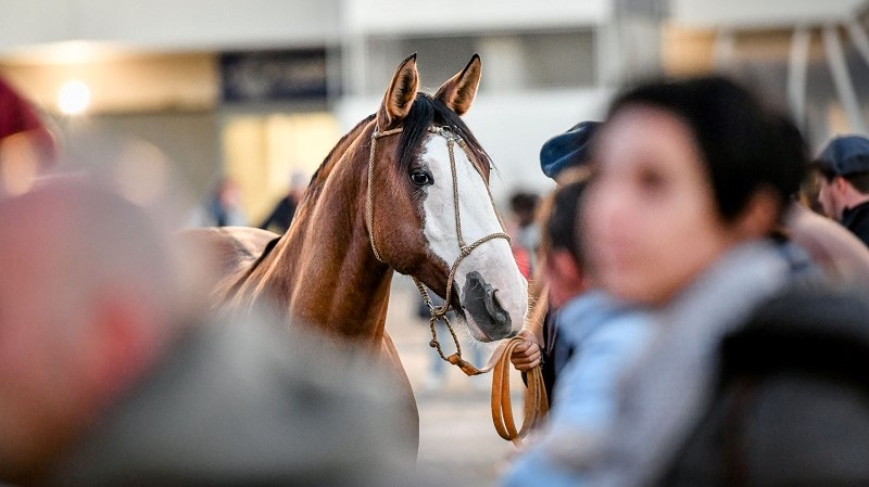 A Veronafiere in 140.000 celebrano la passione per il mondo equestre