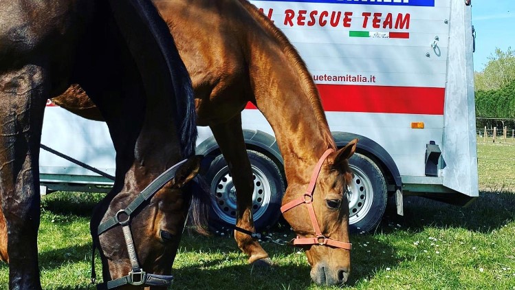 Animal Rescue Team: corsi per soccorritore cavallo sportivo, c’è posto!