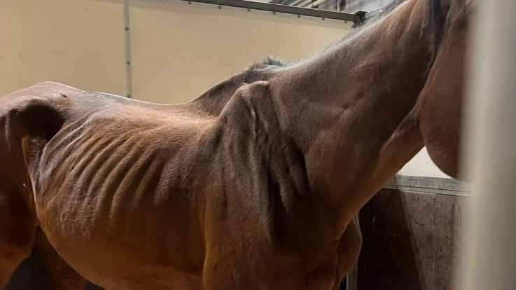 Cavalli: a Fieracavalli forse non dovevano andarci proprio tutti…