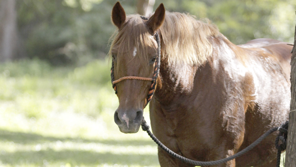 Cacciatore spara a un cavallo: pensava fosse un cinghiale