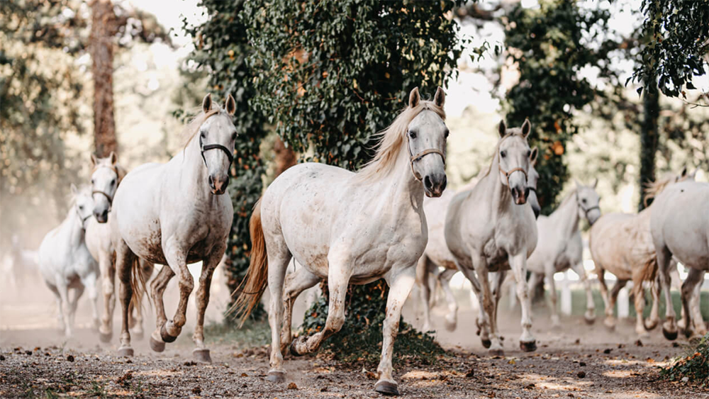 Lipizzani patrimonio dell’Unesco