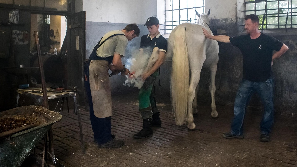 Grosseto, il corso per maniscalco: qualche informazione in più