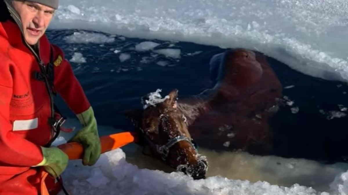 Wisconsin: cavallo finisce in un lago ghiacciato, salvato dal villaggio