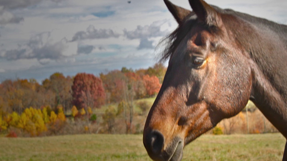 Usa: oggi è la festa del cavallo