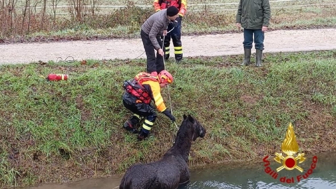 Una mela al giorno toglie…il cavallo dal fosso!