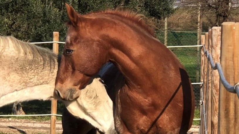 L’Appaloosa cieco Ronni, Valentina e i casi della vita