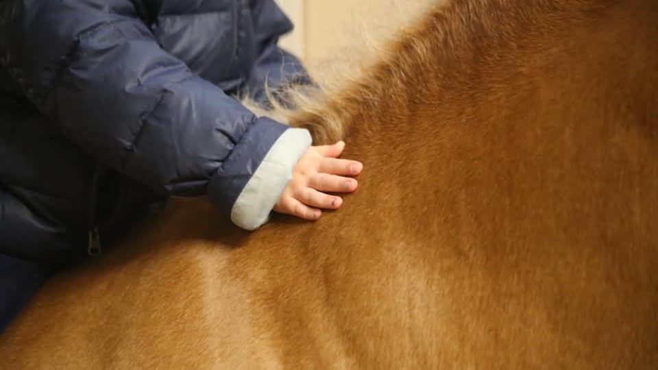 UmAnima: pony e cavalli  sono i collaboratori specializzati