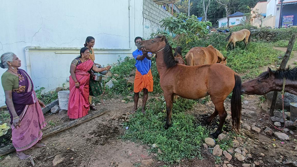 Paese che vai, tradizione equestre che trovi
