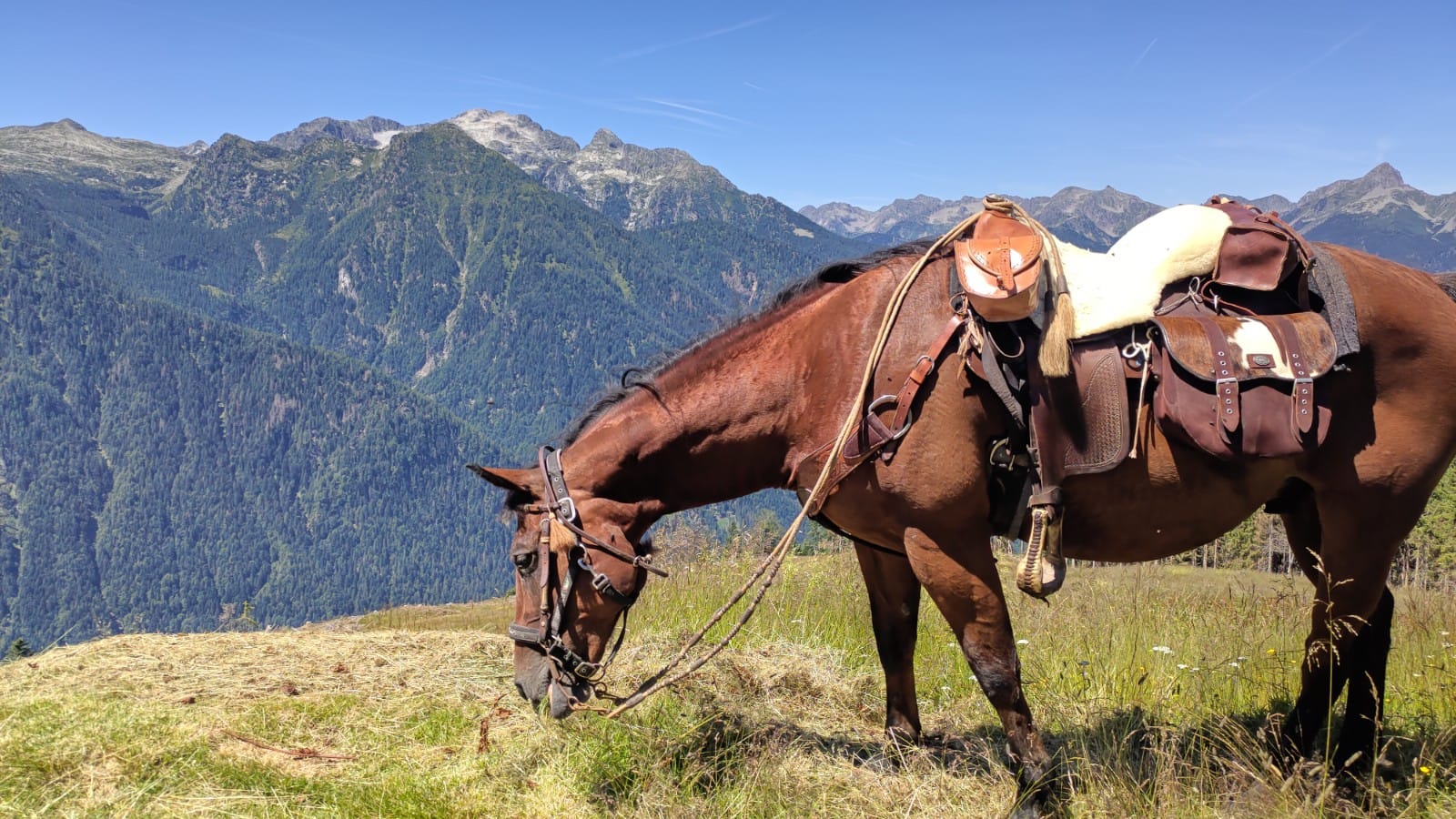 Tanti amici per Sultan, il cavallo ustionato in un incendio a Mareno di Piave