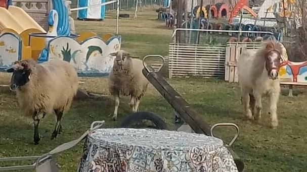 Ravenna: rubati la pony e due pecorelle di Tata Fata