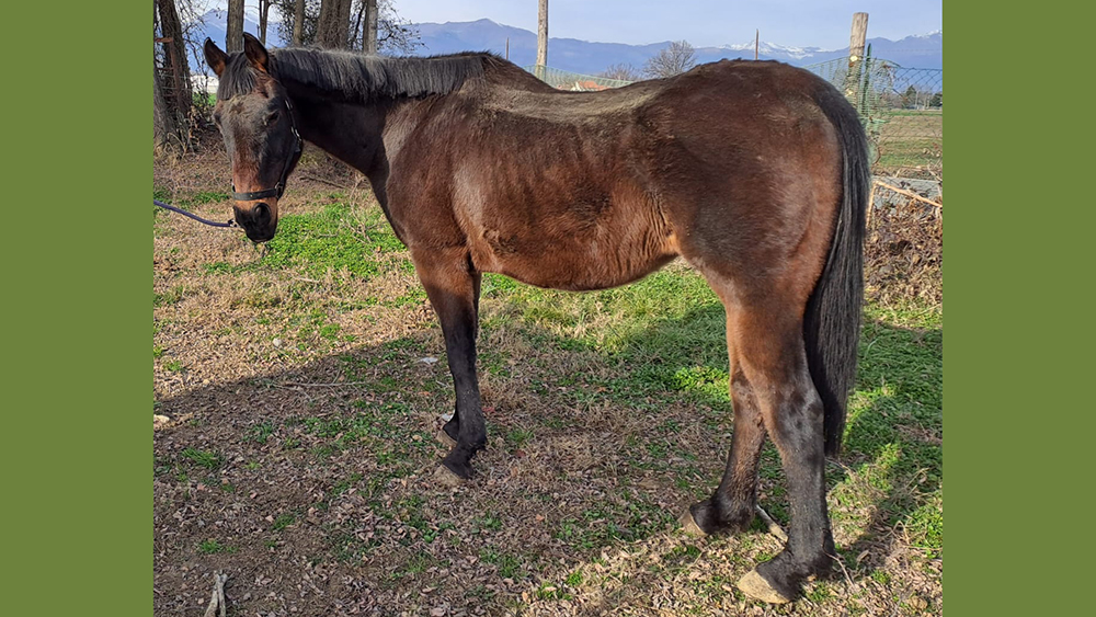 Aggiornamenti su Remì per i nostri lettori