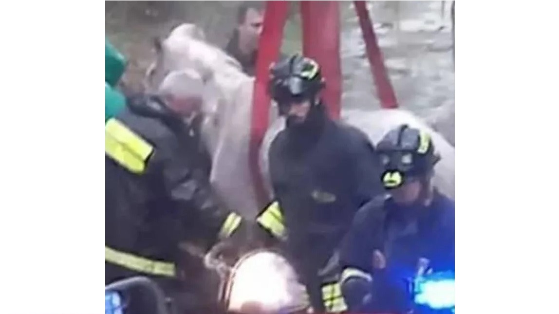 Lucca, cavallo nel fosso: salvato con l’autogru
