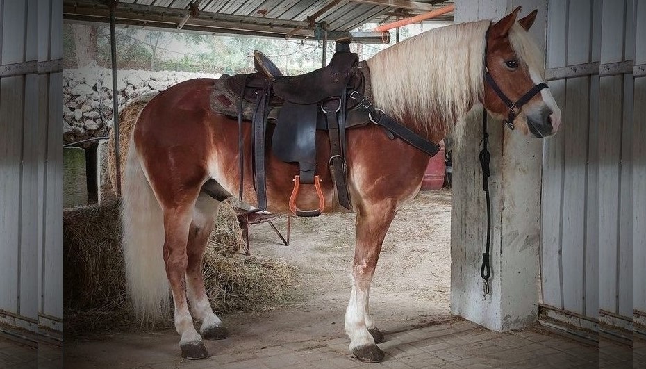 ElEdorado Ranch: Basilicata biondo Haflinger