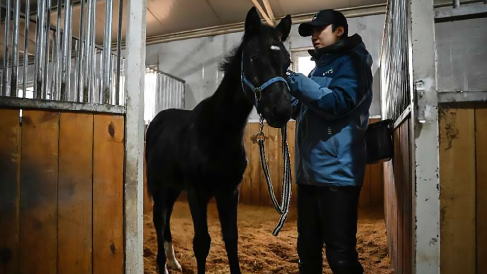 Dalla Cina arrivano i cloni per il jumping