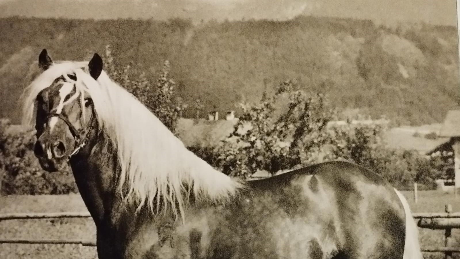 Gli Haflinger e il sangue Arabo, o meglio Orientale: un po’ di storia