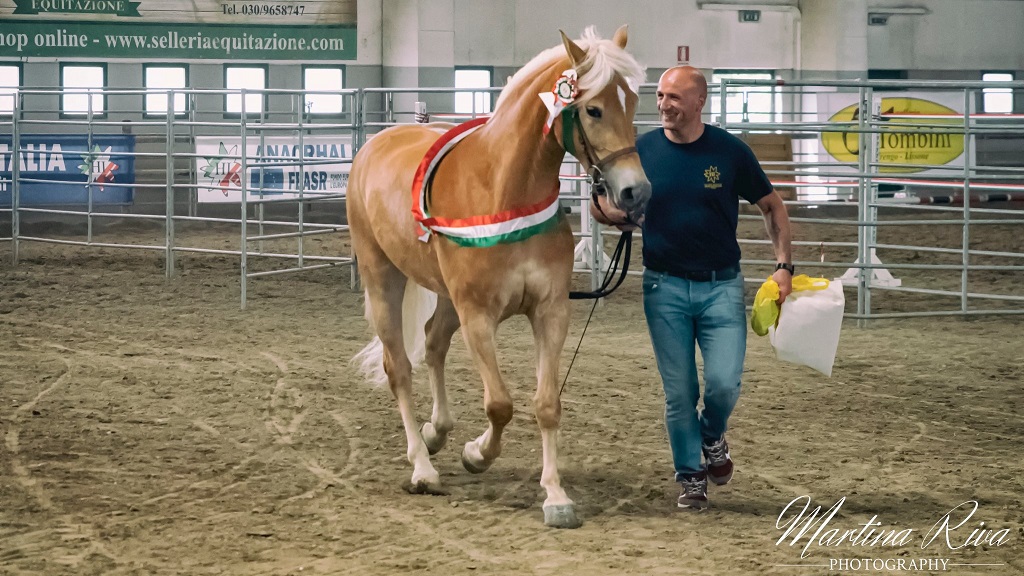 Haflinger: dal 1° marzo 2023 in vigore la nuova scheda lineare