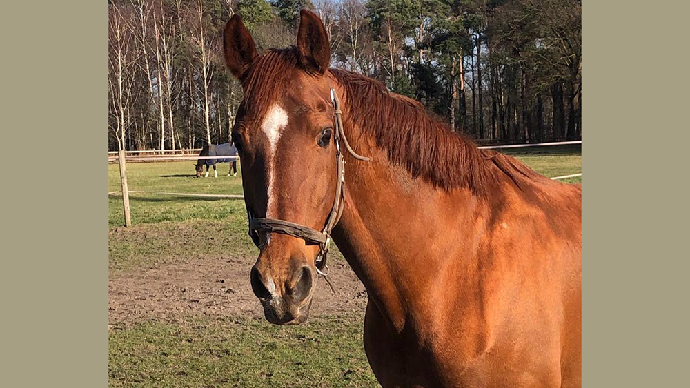 Parzival. Se ne va un altro grande del dressage