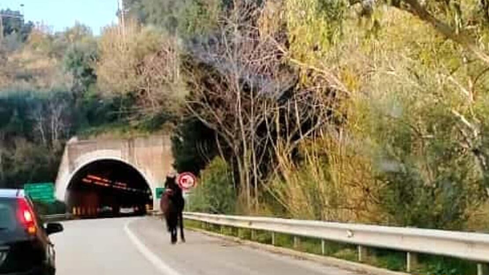 Cavallo in autostrada. Contromano