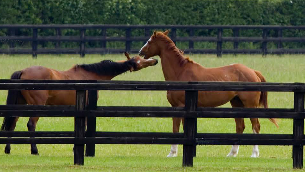 Il centro equestre dei sogni è una realtà