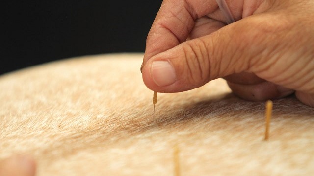 L’agopuntura: anche per i cavalli il trattamento energetico fa prevenzione