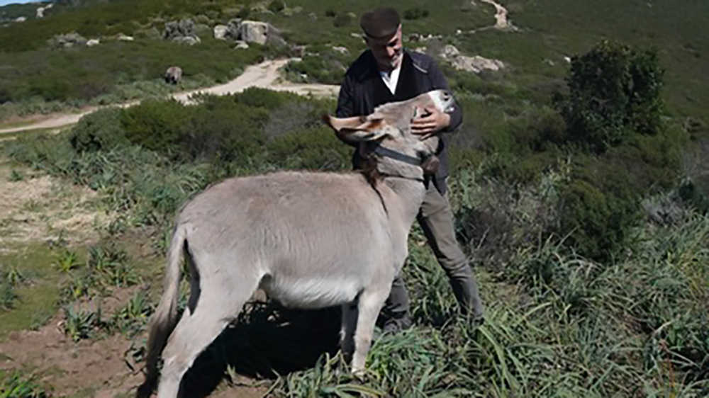 In Sardegna con gli asinelli sulle vie della transumanza