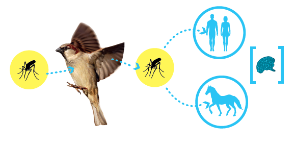 West Nile Disease: conoscere per combattere