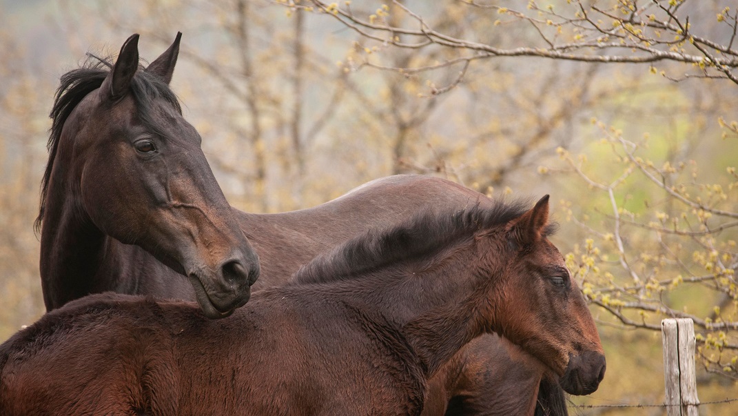 Il Lago di Bolsena a cavallo: con la Bardella Maremmana a riprendere la razzetta