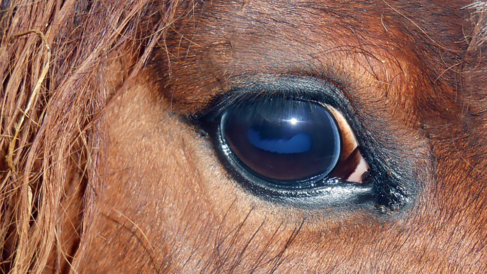Pony muore a Palermo. Diciamo basta