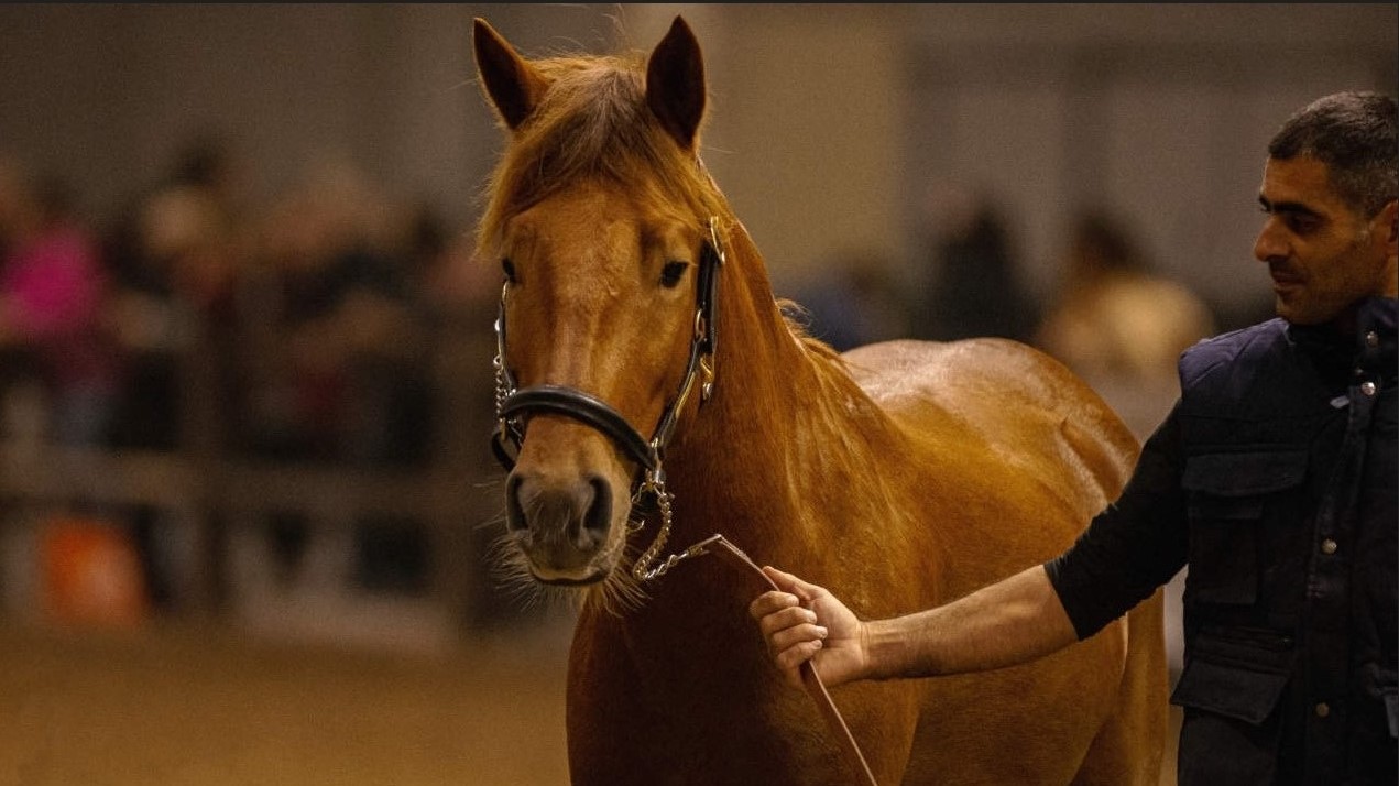 Cavallo del Sarcidano: qualcosa si muove per lui
