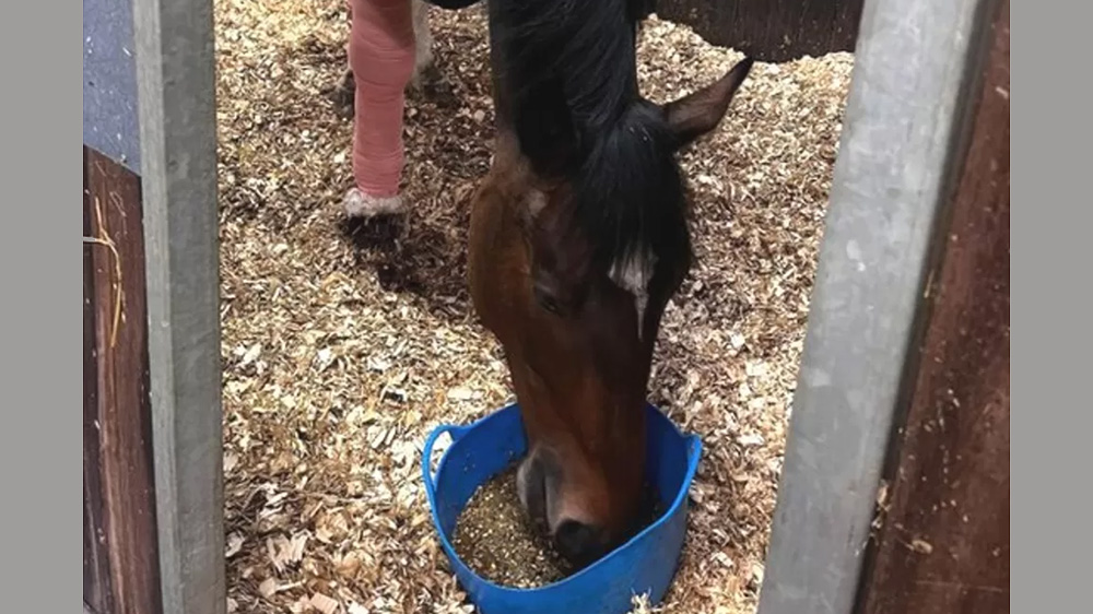 Cani e cavalli: non è sempre amore