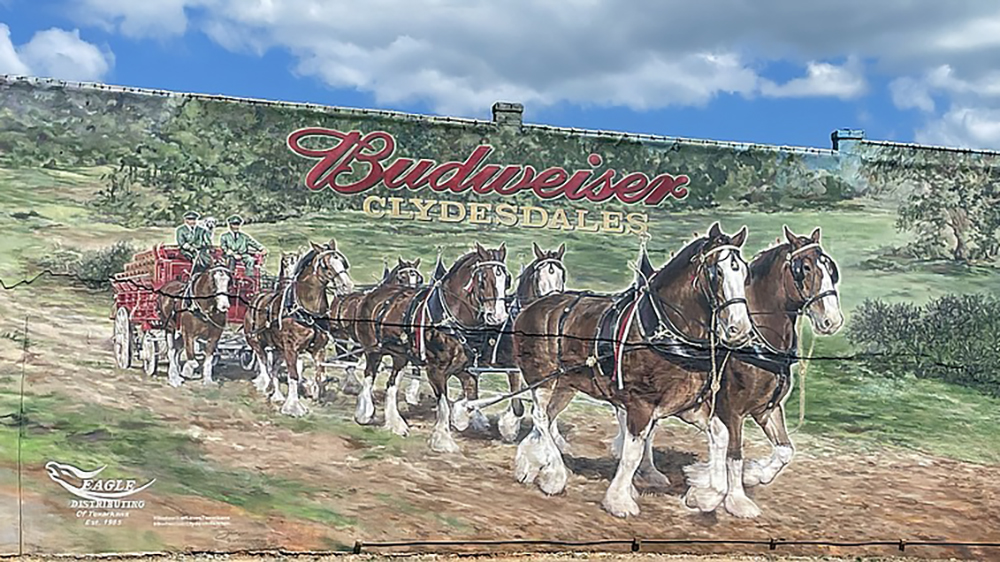 Clydesdale e Budweiser: iconico Stars&Stripes
