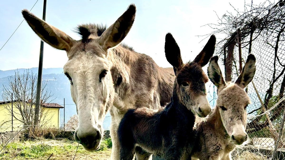Due puledrini gemelli per mamma Emy (e papà Lancillotto!)