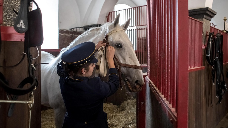 Benessere del cavallo for dummies nr.06: scuderia, scuderia, per piccina che tu sia…