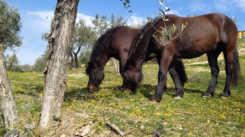 Benessere del cavallo for dummies nr.08: il lusso vero, di spazio e tempo